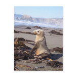 California Red Seal postcards
