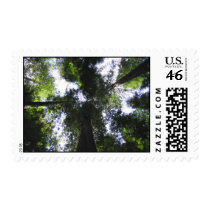 California Redwoods postage by rukeman California Redwoods postage