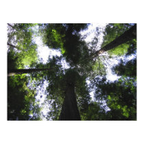 California Redwoods posters