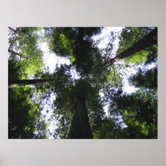 California Redwoods print