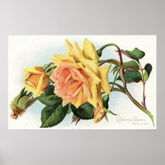California Roses c1915 Vintage print