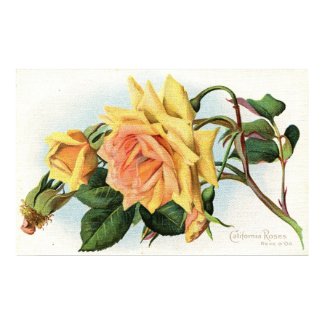 California Roses c1915 Vintage print