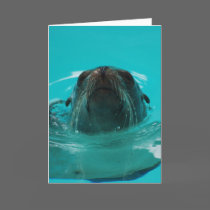 "California Sea Lion" Greeting Card cards
