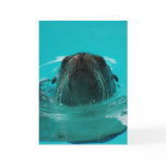 "California Sea Lion" Greeting Card