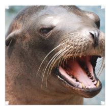 California Sea Lion Invitations