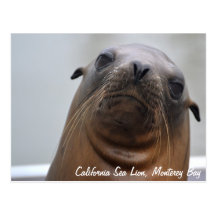 California Sea Lion Postcard