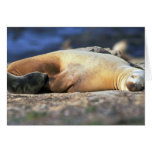 California Sea Lion Sleeping Greeting Card