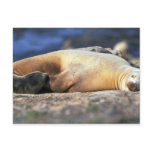 California Sea Lion Sleeping Post Card