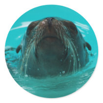 California Sea Lion Sticker