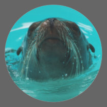 California Sea Lion Sticker