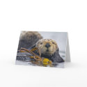 California Sea Otter cards by wildlifehotspots California Sea Otter cards