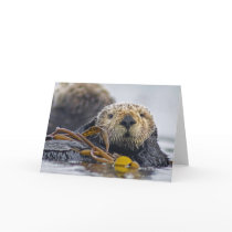 California Sea Otter cards by wildlifehotspots California Sea Otter cards