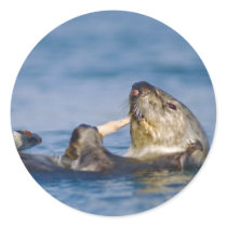 California Sea Otter Eating Clam stickers by wildlifehotspots California Sea Otter Eating Clam stickers
