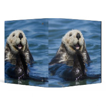 California Sea Otter Enhydra lutris) grooms Binder