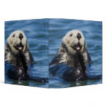 California Sea Otter Enhydra lutris) grooms Binder