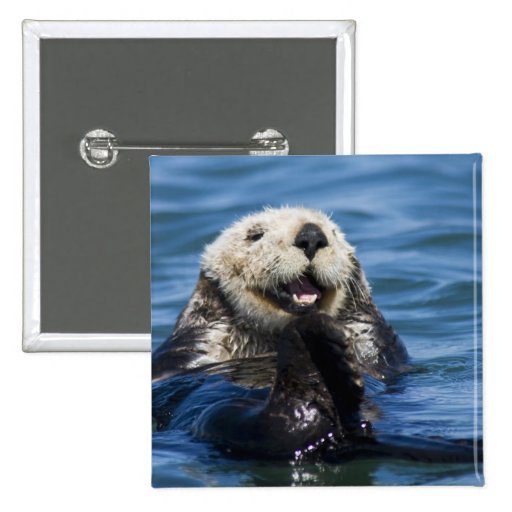 California Sea Otter Enhydra lutris) grooms Pinback Button