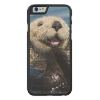 California Sea Otter Enhydra lutris) grooms Carved® Maple iPhone 6 Case