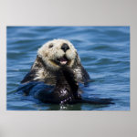 California Sea Otter Enhydra lutris) grooms