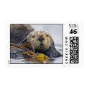 California Sea Otter Stamp by wildlifehotspots California Sea Otter Stamp
