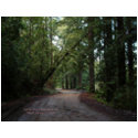 California Seasons - Redwoods Road - Postcard zazzle_postcard