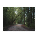 California Seasons - Redwoods Road - Postcard