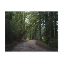 California Seasons - Redwoods Road - Postcard by bluebeachsong California Seasons - Redwoods Road - Postcard