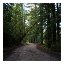California Seasons - Redwoods Road - Poster posters