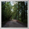 California Seasons - Redwoods Road - Poster posters