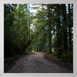 California Seasons - Redwoods Road - Poster