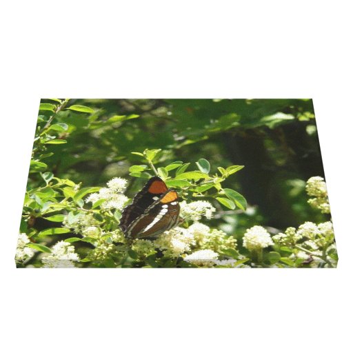 California Sister Butterfly Canvas Print