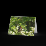 California Sister Butterfly Card