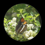 California Sister Butterfly Magnet