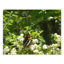 California Sister Butterfly Photo Print