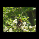 California Sister Butterfly Postcard