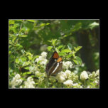 California Sister Butterfly Postcard