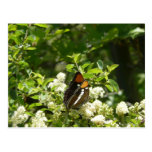 California Sister Butterfly Postcard