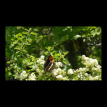California Sister Butterfly Print