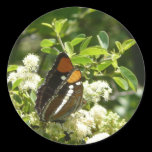 California Sister Butterfly Sticker