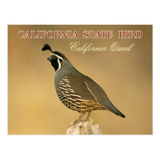 California State Bird - California Quail Postcard | Zazzle