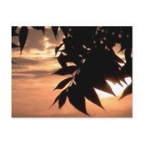 california sunset postcards