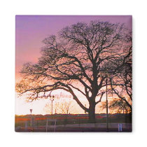 California sunset tree magnet by joacreations California sunset tree magnet