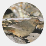 California towhee stickers