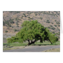 California Tree cards by sumiko California Tree cards