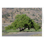 California Tree Greeting Cards