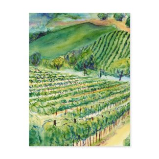 California Vineyard Postcard postcard