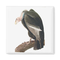 California Vulture (California Condor), Audubon magnets by vintagetreasurechest California Vulture (California Condor), Audubon magnets