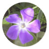 California Wildflower sticker