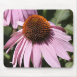 Californian Flower