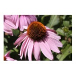 Californian Flower