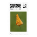 Californian Poppy postage